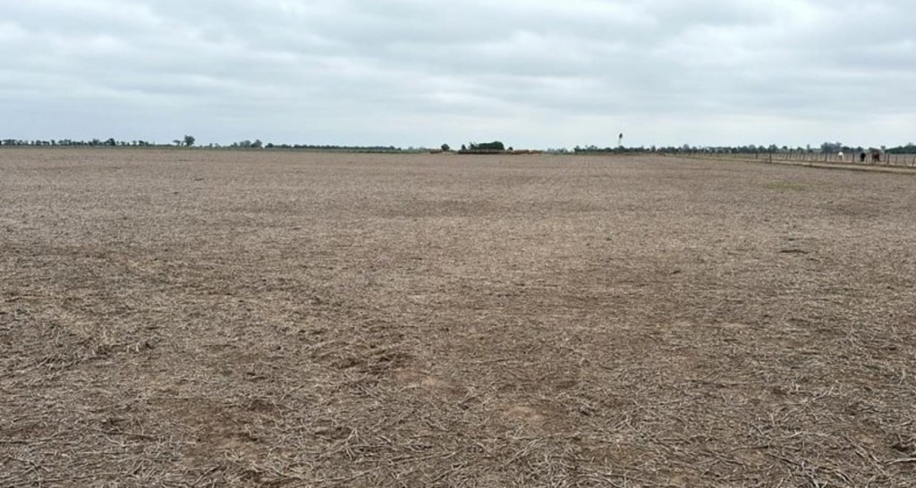 Fuerte estrés hídrico en el centro oeste de Santa Fe: al campo le faltan 250 milímetros