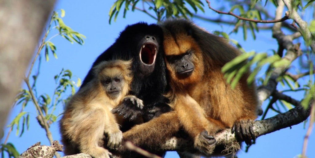 Jaaukanigás, el tesoro ecológico internacional a orillas del majestuoso río Paraná está de festejo