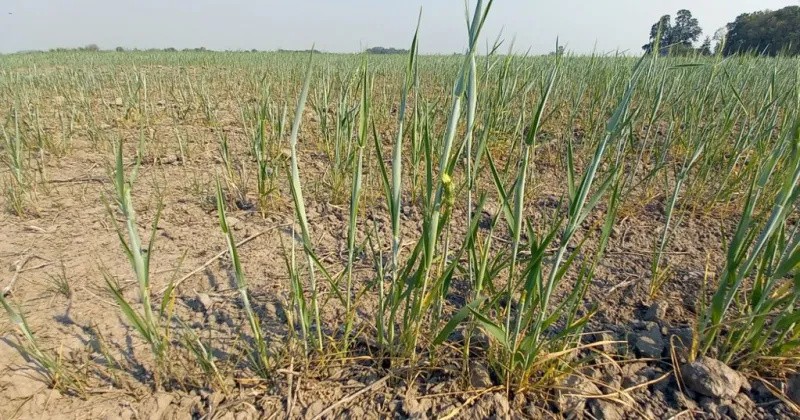 Recalculando: las lluvias sostienen algunos planes agrícolas pero a muchos lotes llegó tarde y habrá cambios