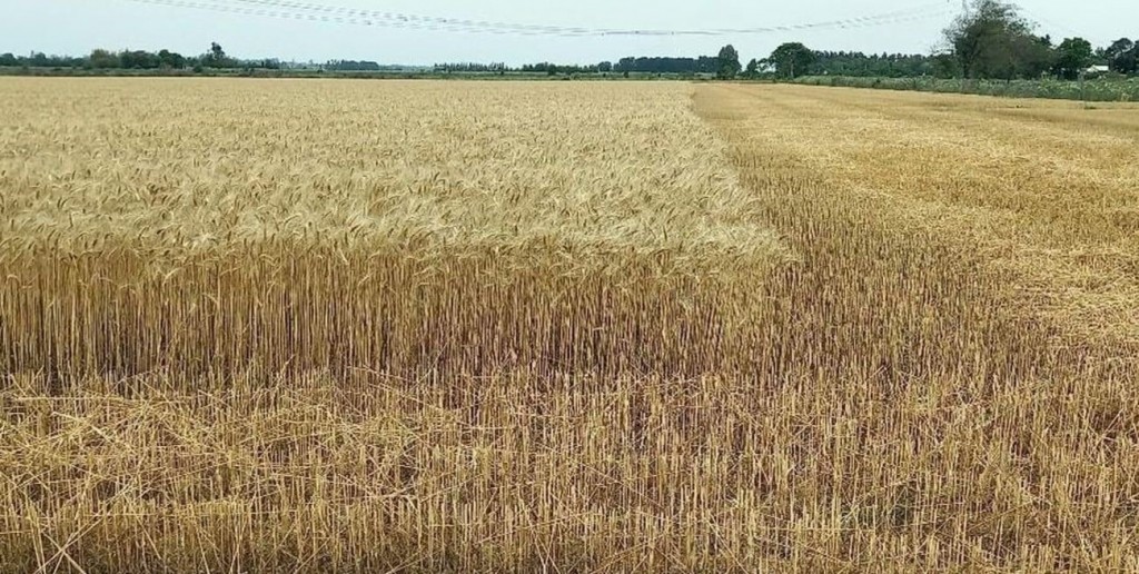 Con rindes acotados por la sequía, comenzó la cosecha de trigo en Santa Fe