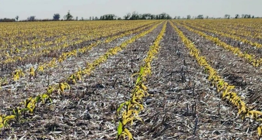 Desde el sur santafesino piden que también se los incorpore a la Emergencia Agropecuaria
