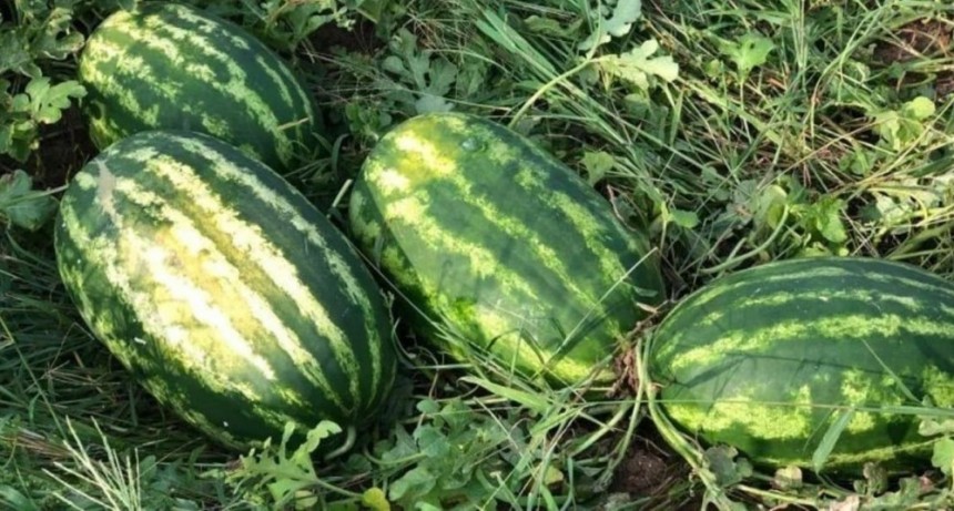 Diversificación de técnicas: volvió la sandía y llegó el melón a la zona de la costa santafesina
