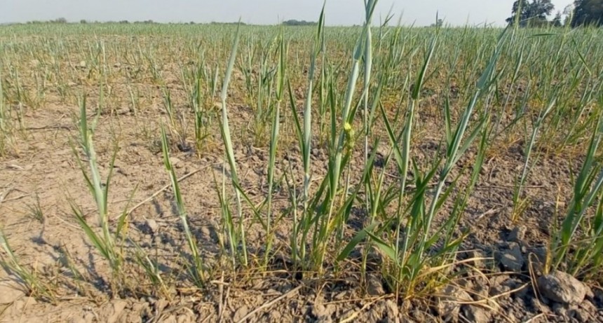 Recalculando: las lluvias sostienen algunos cultivos, pero llegan tarde a otros