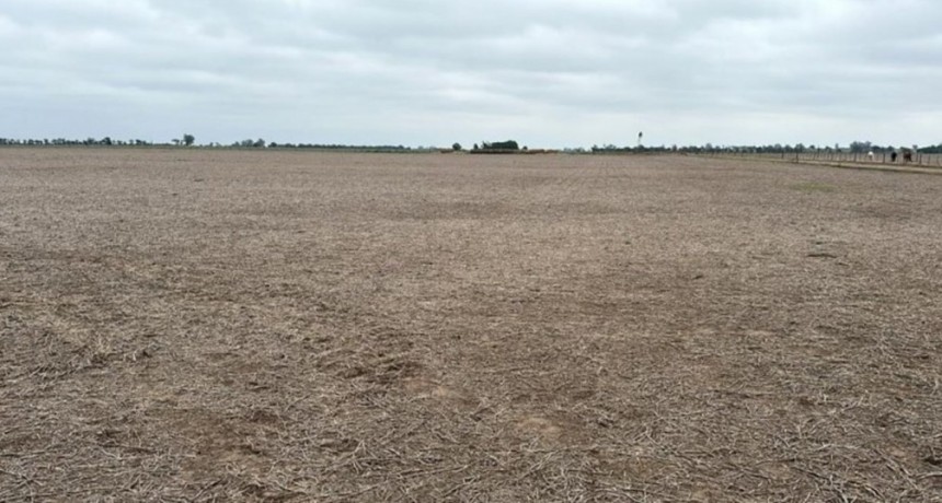 Fuerte estrés hídrico en el centro oeste de Santa Fe: al campo le faltan 250 milímetros