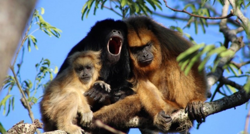 Jaaukanigás, el tesoro ecológico internacional a orillas del majestuoso río Paraná está de festejo