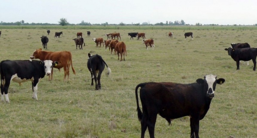 El stock bovino de Santa Fe sufre en 2024 su segunda mayor reducción, detrás de la liquidación de 2008/9