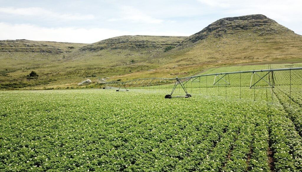 Desafío sustentable: las papas fritas más consumidas en el país se hacen con agricultura regenerativa