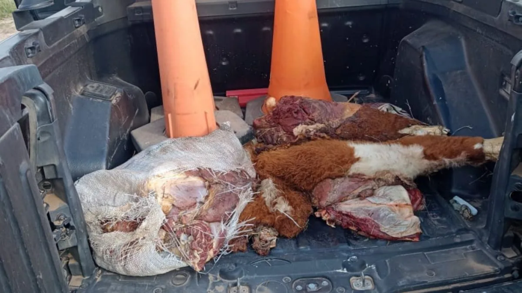 Operativos de “Los Pumas” en Vera, Irigoyen y Gato Colorado muestran que el abigeato golpea a toda la provincia