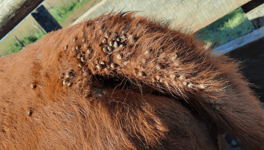 La garrapata extiende sus daños en el NEA: el manejo integrado que propone el INTA para frenarla