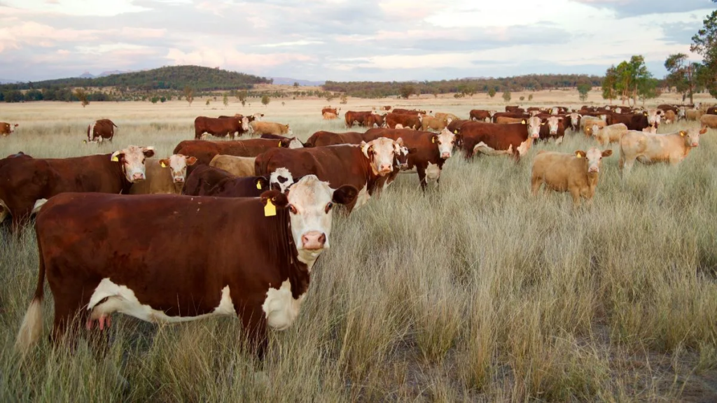 Ganadería nacional en crecimiento: créditos por $3.500 millones para aumentar el stock bovino
