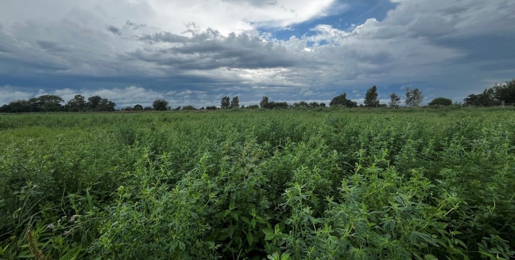 Perspectiva agroclimática: lluvias focalizadas y temperaturas extremas en gran parte del país