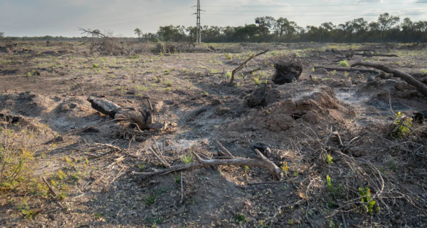 Informe exclusivo de AIRE en el desmonte ilegal en Logroño, provincia de Santa Fe: cuando el bosque calla