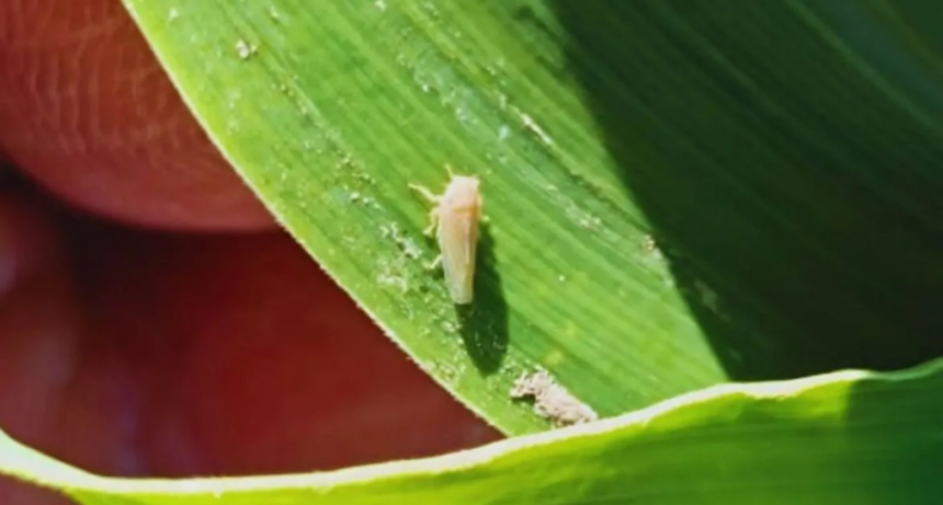La chicharrita del maíz sigue ausente pero los expertos recomiendan monitoreo constante