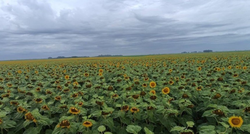 El girasol, ante un momento histórico: “Hay un presente y un futuro cercano súper atractivo para la cadena”