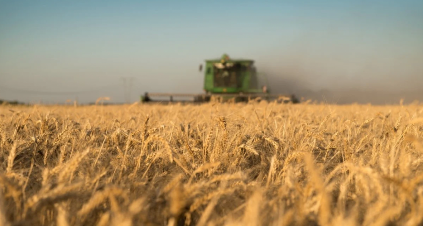 El trigo de la región núcleo con una expectativa de piso de 40 qq/ha