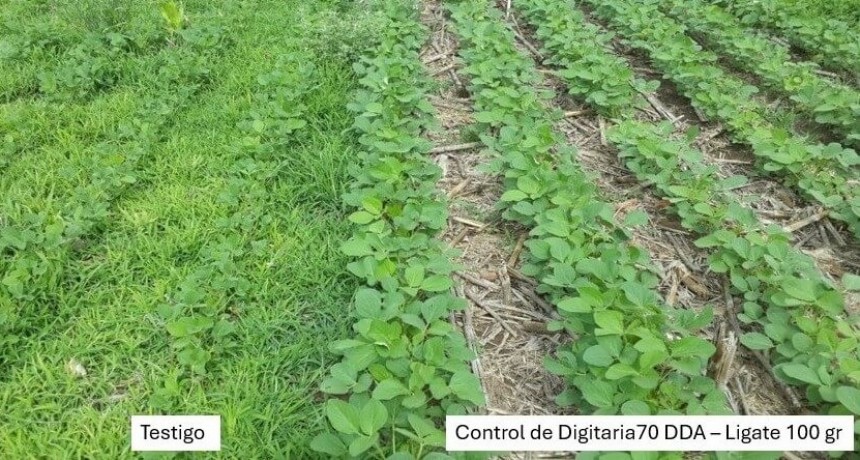 “Será una campaña más compleja en cuanto a malezas”: las lluvias obligan a ajustar el manejo en soja