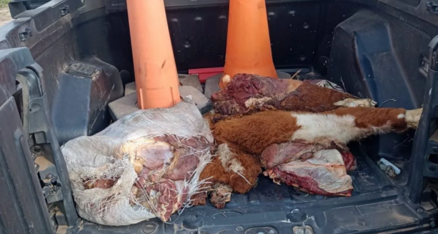 Operativos de “Los Pumas” en Vera, Irigoyen y Gato Colorado muestran que el abigeato golpea a toda la provincia
