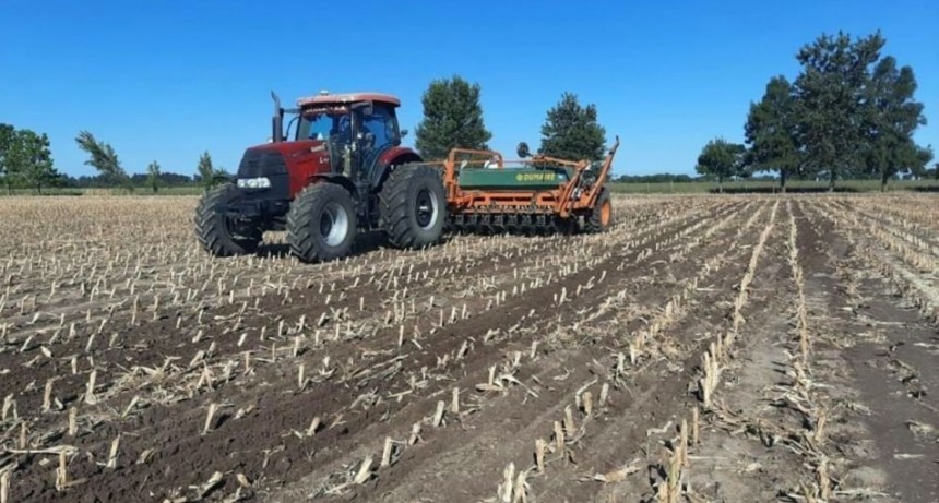 Cerró la siembra de maíz temprano en el centro norte santafesino con 95.000 hectáreas implantadas