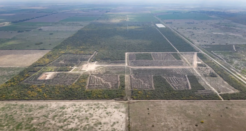 La Unión Europea pone en marcha su reglamento antideforestación: qué impacto tendrá en la soja argentina