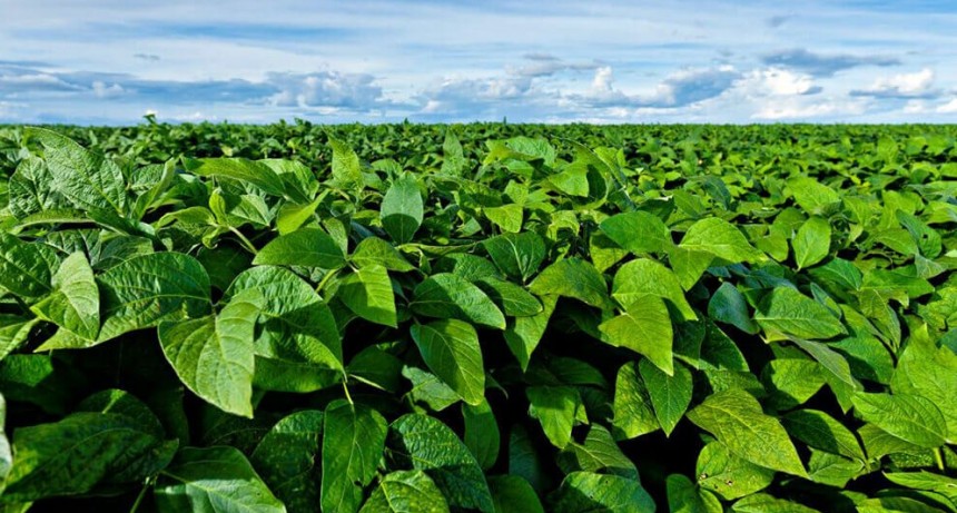 Fertilización “inteligente”: con aplicación balanceada de fósforo y azufre, la soja rinde hasta 40% más