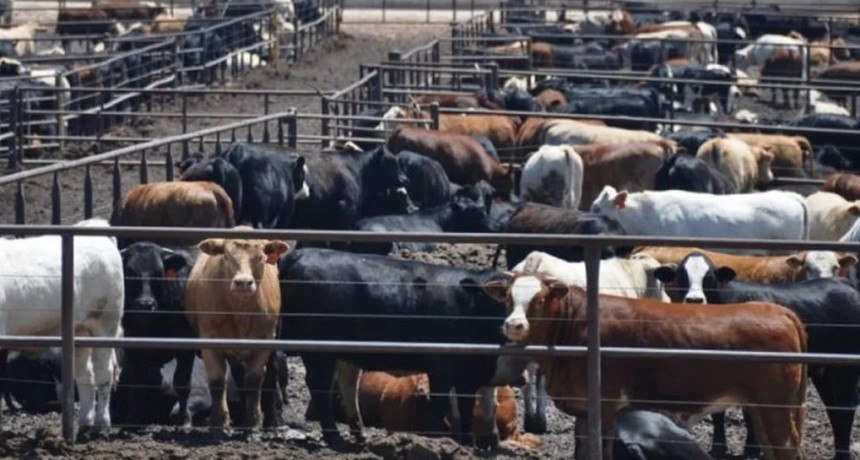 El encierre en los feedlots super&oacute; los 2 millones de cabezas y cambia la estacionalidad de la oferta