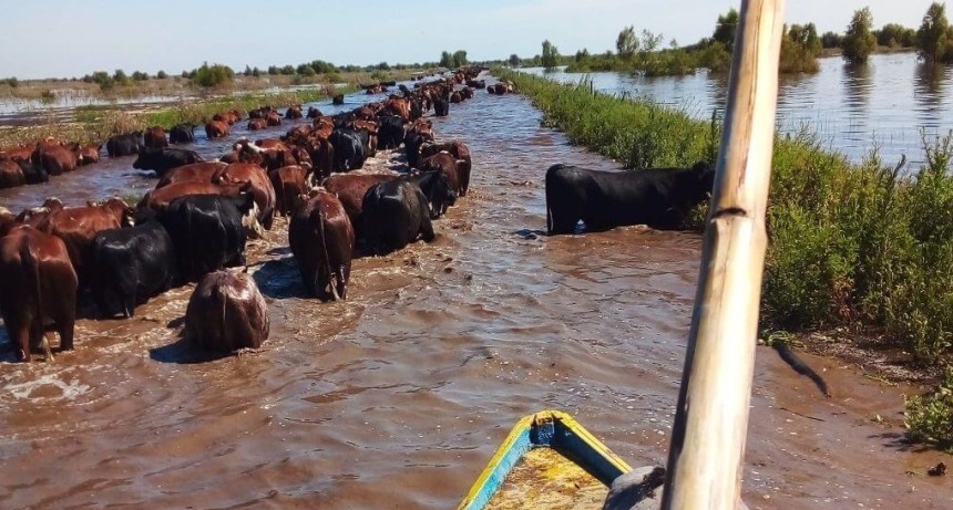 &ldquo;Hay 30 d&iacute;as o menos&rdquo;: la carrera contrarreloj para salvar 30.000 cabezas en las islas del Paran&aacute;
