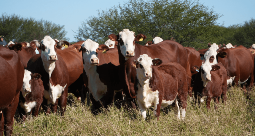 Para producir carne premium: el boom ganadero suma una inversi&oacute;n de U$S 23 millones en Salta