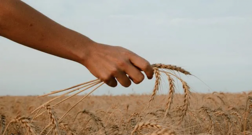 El trigo con pron&oacute;sticos cada vez m&aacute;s sombr&iacute;os