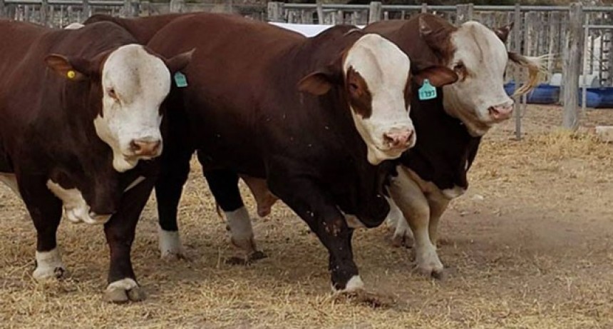 Argentina podr&aacute; exportar semen bovino a Eurasia, tras 10 a&ntilde;os de negociaciones