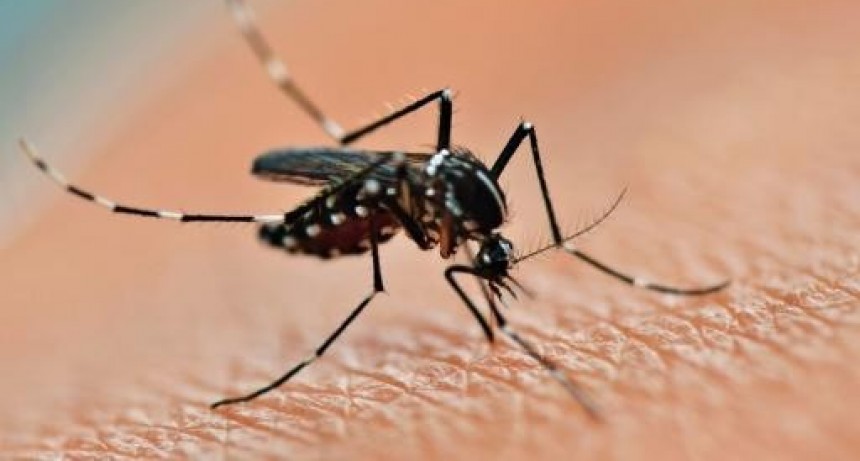 Ante la amenaza de un nuevo brote de dengue...&iquest;qu&eacute; sabemos del aedes aegypti?