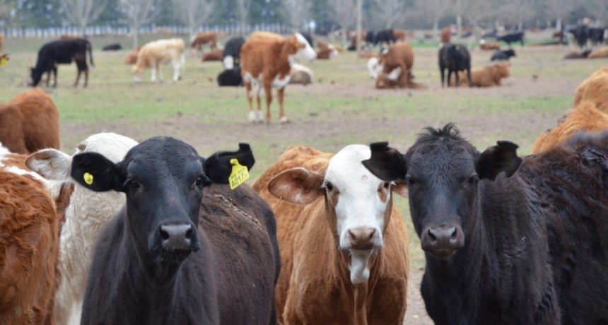 La provincia dispuso una asistencia financiera para peque&ntilde;os productores ganaderos del norte santafesino