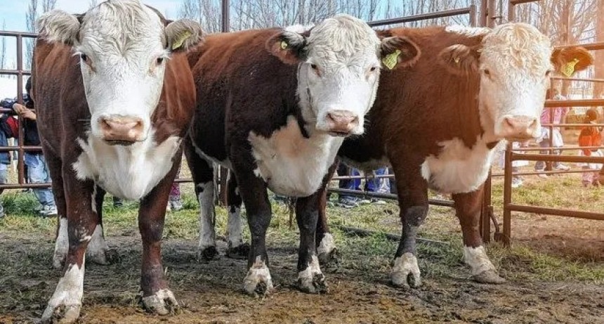 Santa Fe dispuso asistencia financiera para productores ganaderos afectados por sequ&iacute;a y heladas