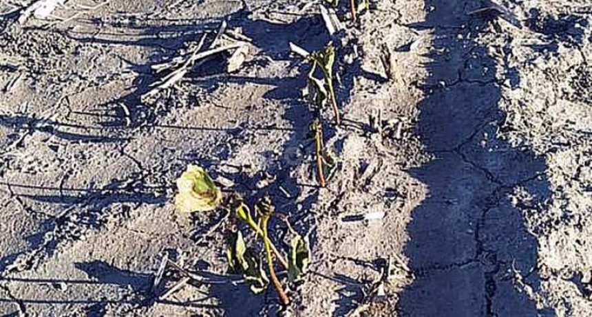 Duro castigo del viento a lotes de algod&oacute;n