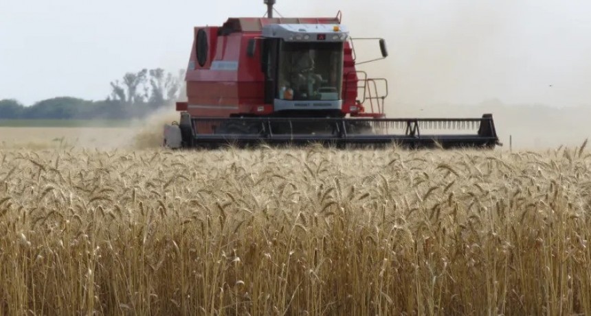  Trigos de hasta 50 quintales 