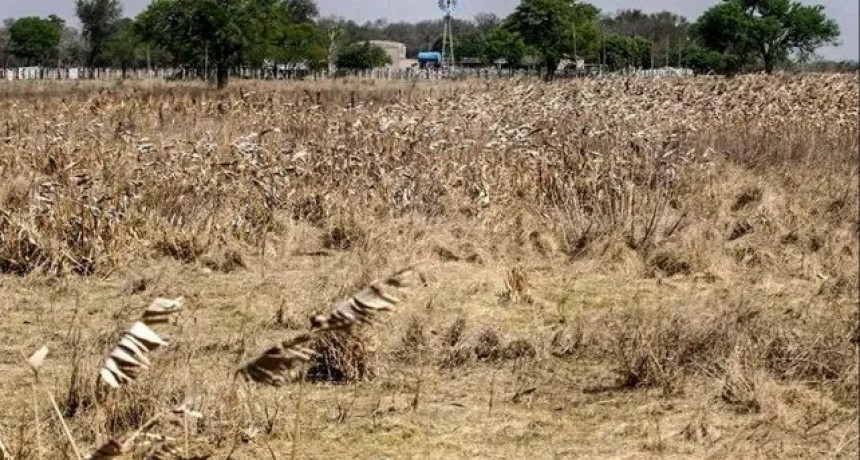 Productores santafesinos del norte provincial, jaqueados por la falta de lluvias