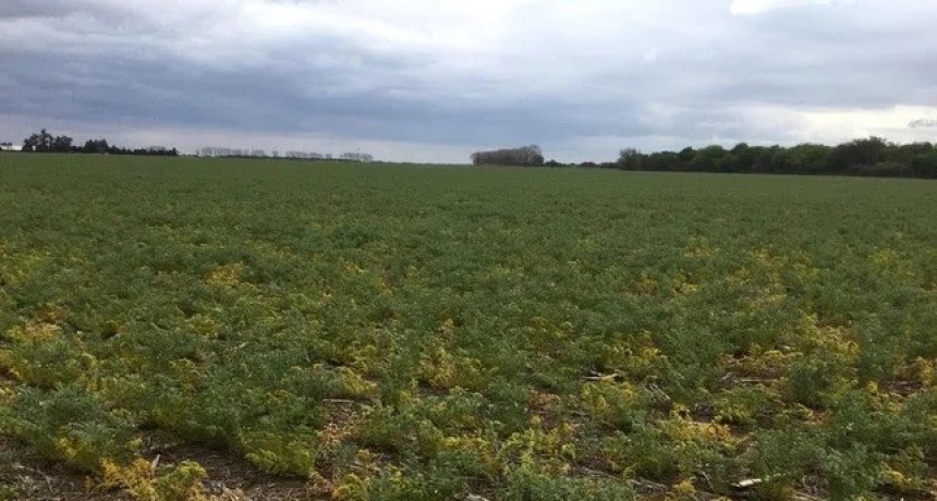 Tiempos dif&iacute;ciles: prev&eacute;n que las heladas contin&uacute;en hasta diciembre