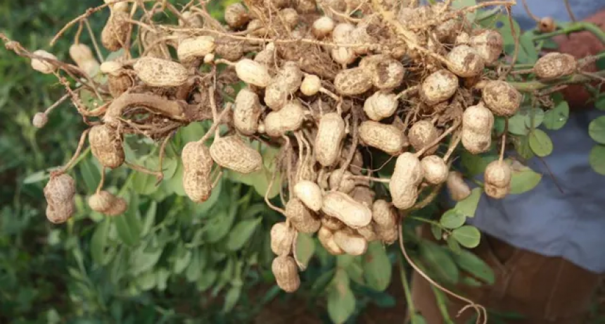 Invertir&aacute;n m&aacute;s de u$s 70 millones para construir una planta procesadora de man&iacute; en Santa Fe