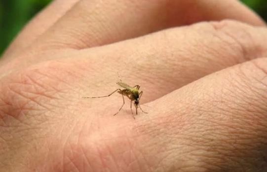Confirman un caso dengue en la ciudad de Rafaela