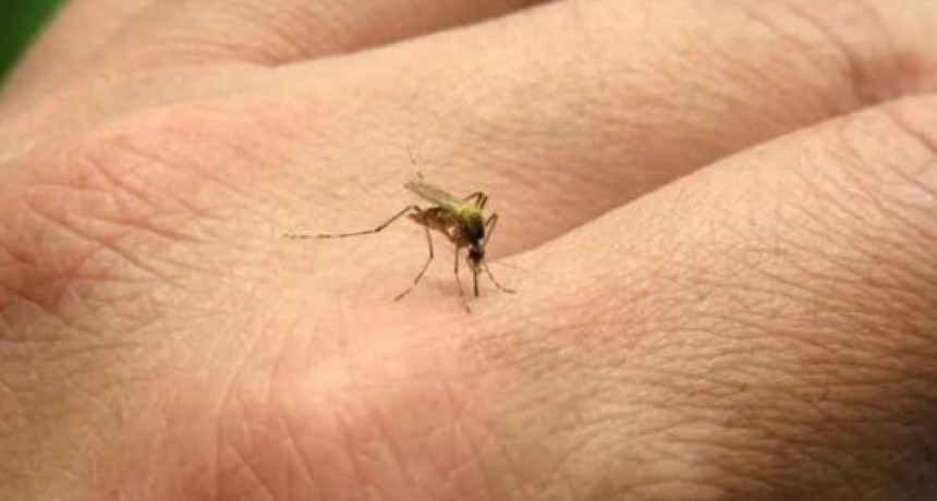 Confirman un caso dengue en la ciudad de Rafaela