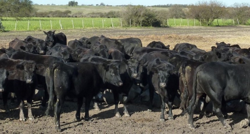 Números ganaderos de octubre: se encarecen los costos en kilos de carne y la eficiencia se hace imprescindible