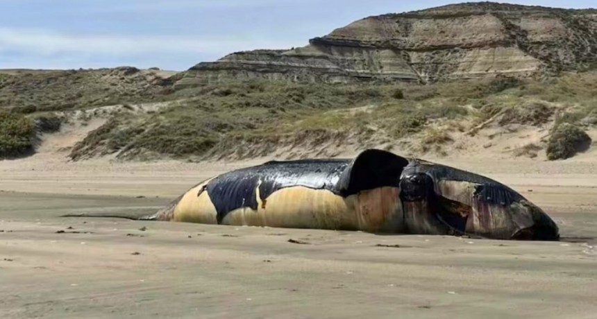 Gran preocupación en Chubut por la aparición de más de 70 ballenas muertas