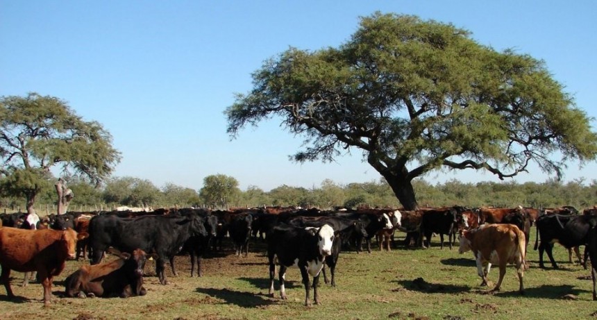 Las lluvias llegaron tarde para las vacas del norte y se anticipan menos pariciones