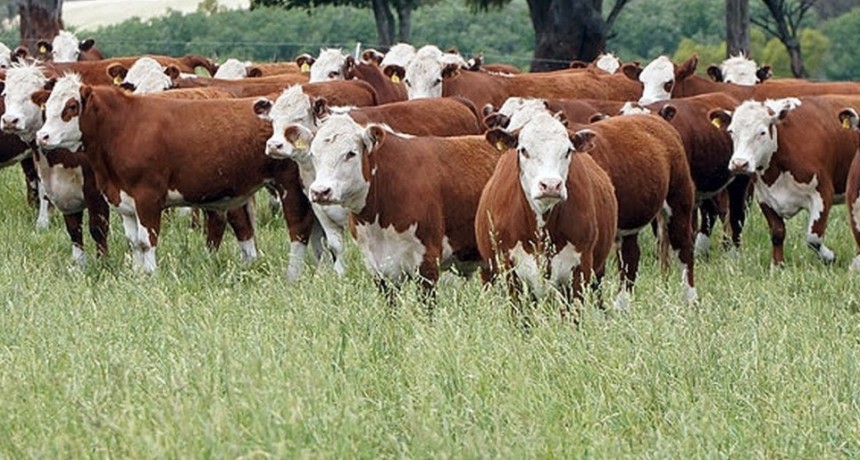 Nutrir las pasturas para mejorar la productividad ganadera y la calidad de la carne