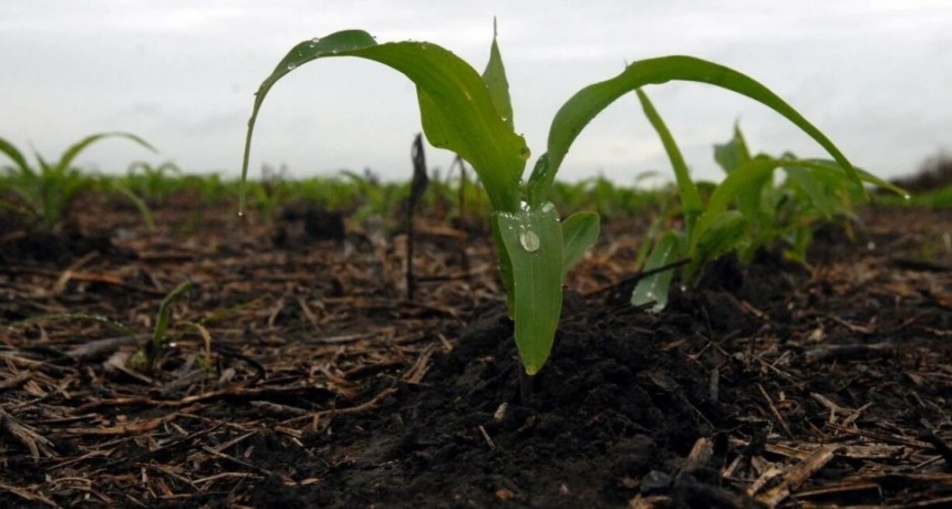 Las lluvias alientan una buena campaña agrícola en Santa Fe