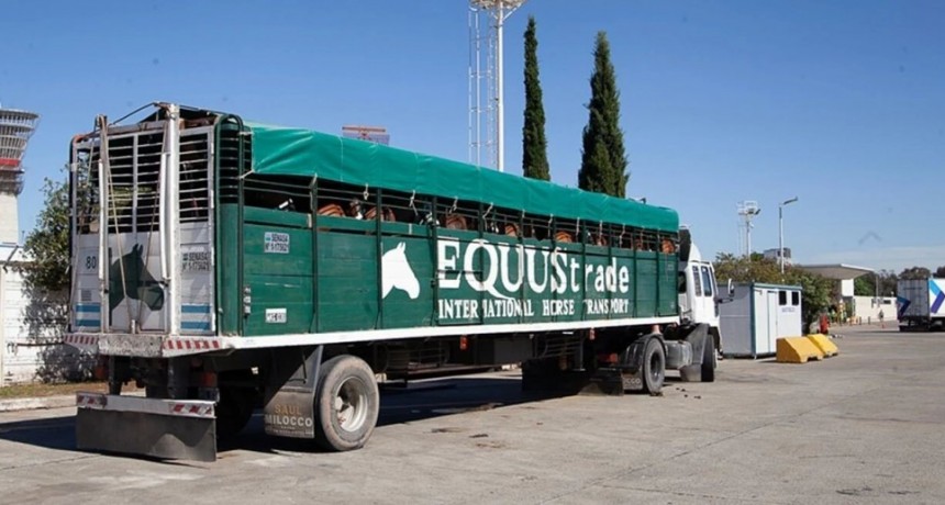 Namibia aprobó la importación de equinos en pie desde Argentina