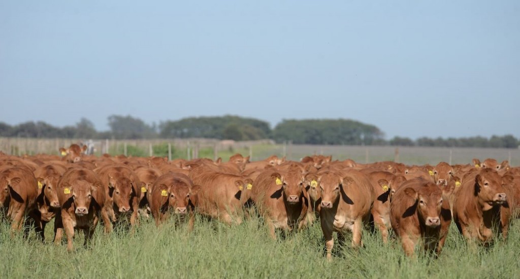 La ganadería ante el nuevo escenario político: ¿un voto de confianza para la retención de vientres?