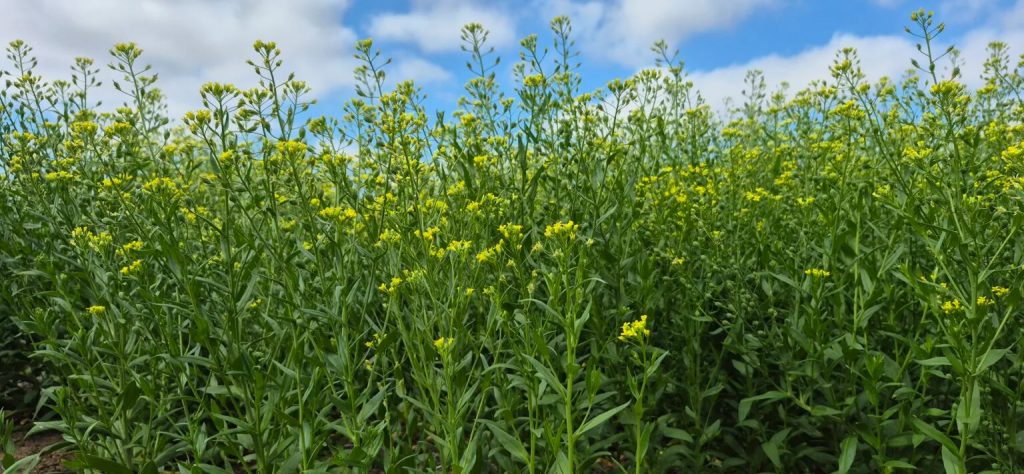 Camelina: el cultivo que impulsa el combustible del futuro