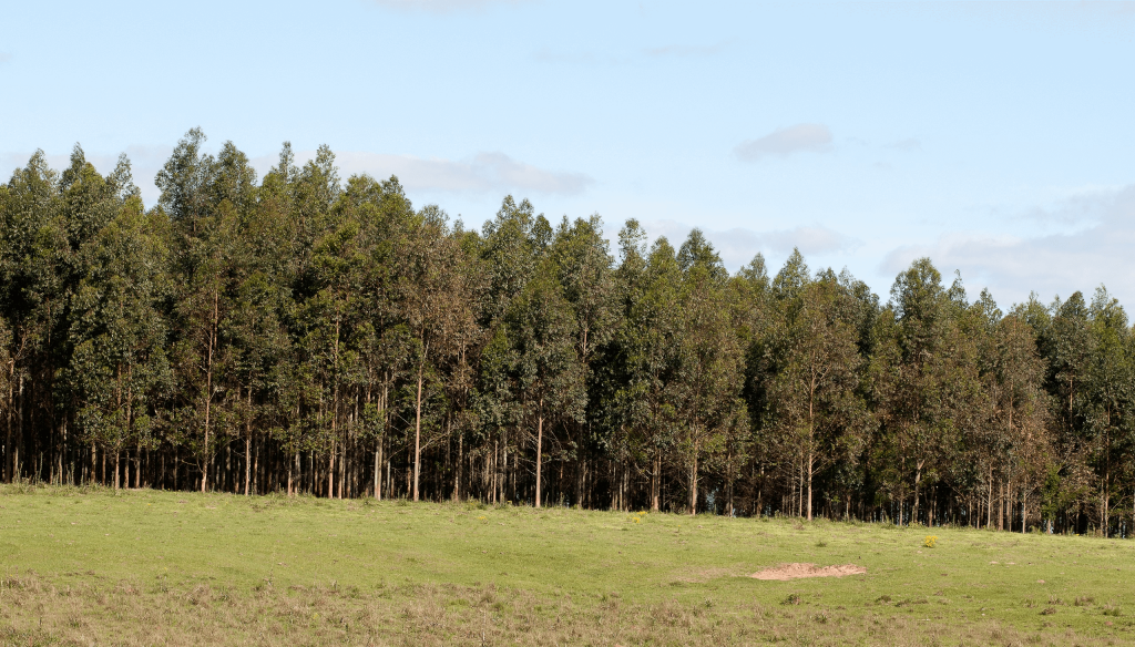 Deforestación: Argentina, Brasil y Paraguay se abroquelan y acusan a Europa de “obligaciones extraterritoriales”