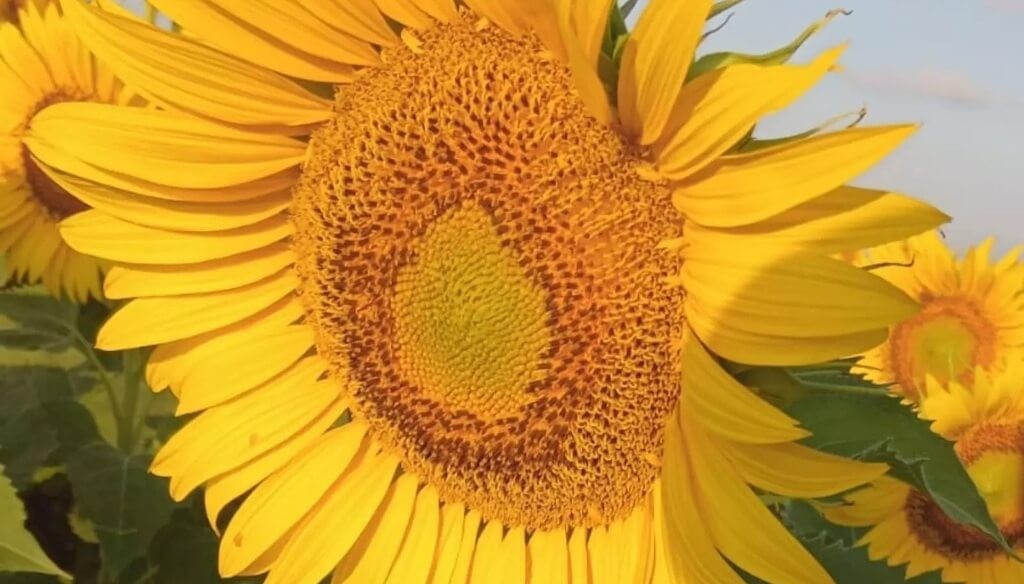 Florece el rendimiento en girasol: híbridos “adaptados” logran 30% más productividad en San Luis