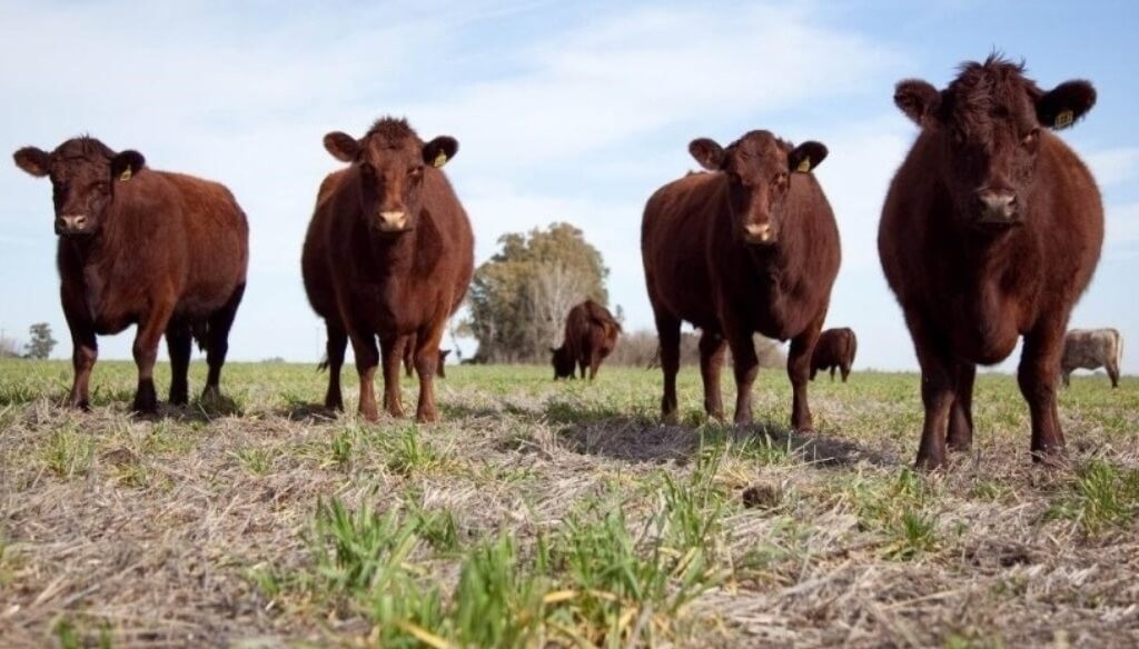 Ganadería con precios en alza: un escenario que promete consolidarse en el tiempo
